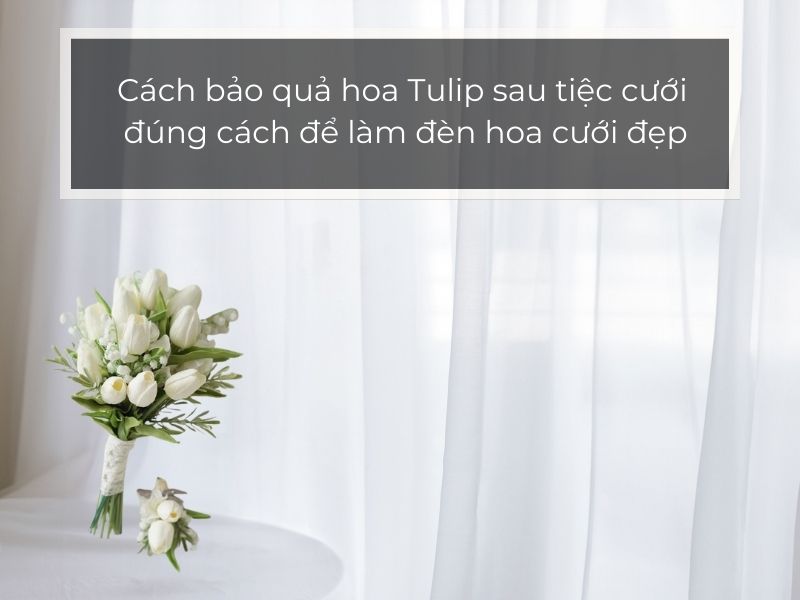 Cách bảo quả hoa Tulip sau tiệc cưới đúng cách để làm đèn hoa cưới đẹp