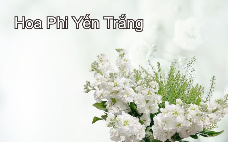 Hoa Phi Yến Trắng: Loài Hoa đặc biệt