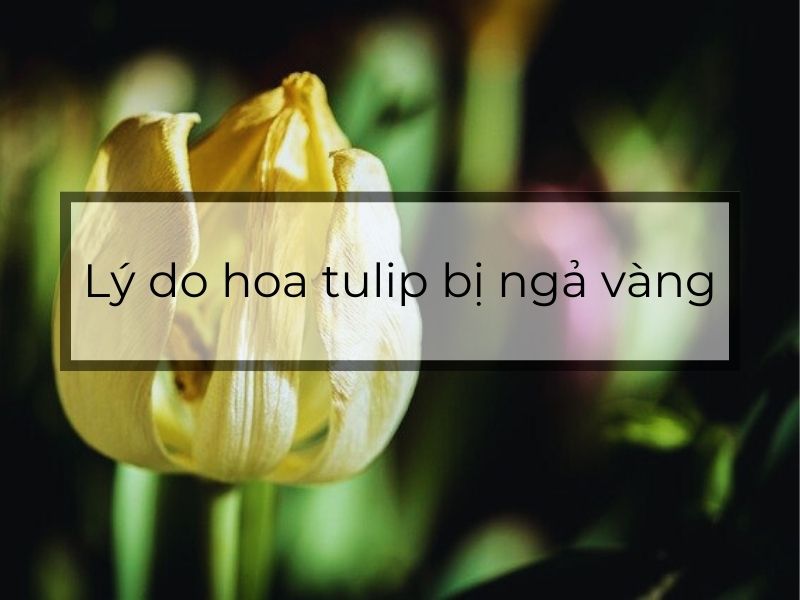 Lý do hoa tulip bị ngả vàng