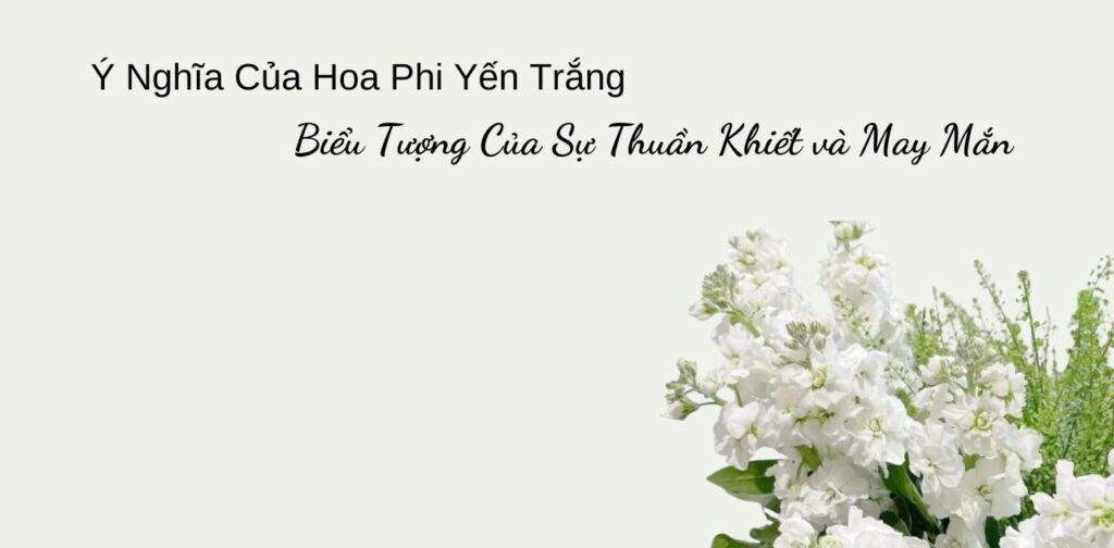 Ý Nghĩa Của Hoa Phi Yến Trắng Biểu Tượng Của Sự Thuần Khiết và May Mắn