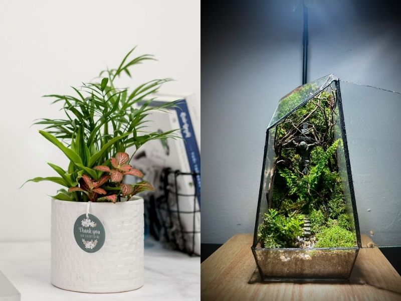 Cây để bàn hoặc Terrarium