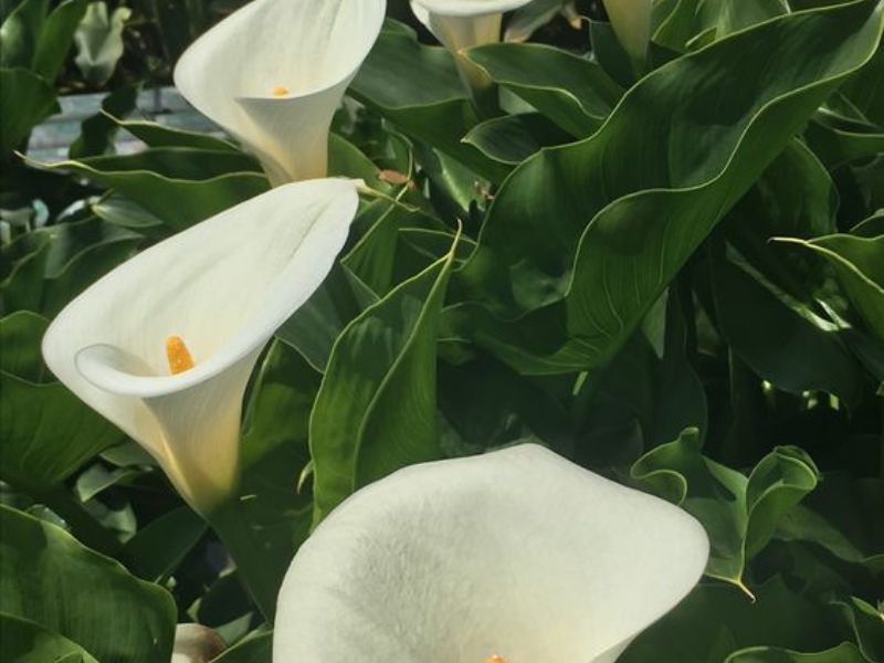 hoa lily