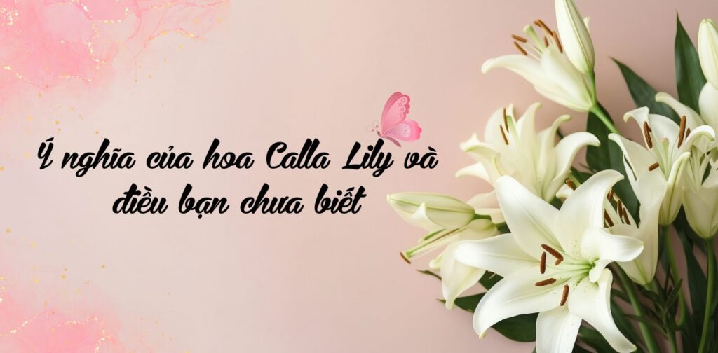 Ý nghĩa của hoa Calla Lily và điều bạn chưa biết (5)