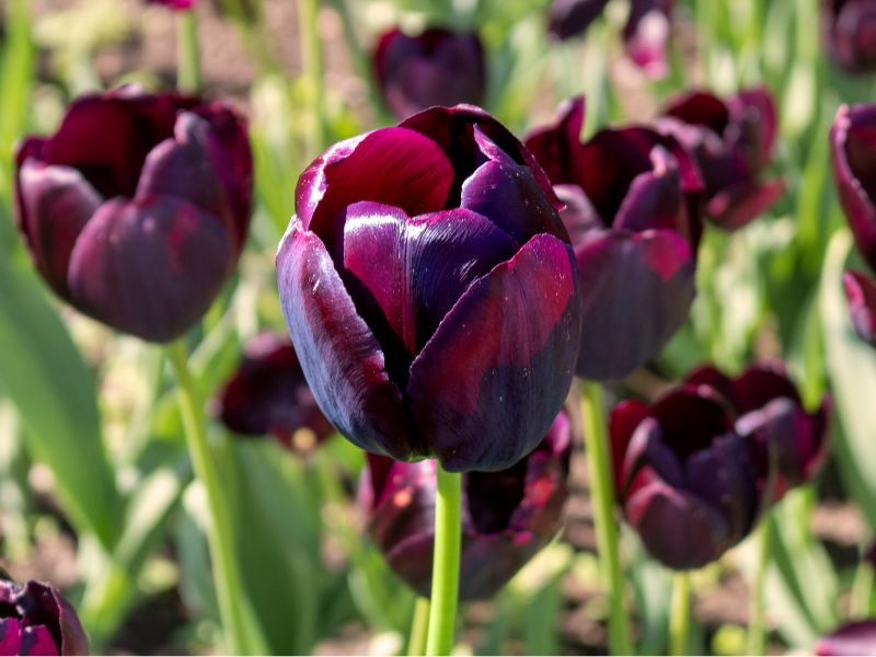 Hoa Tulip Tím Thẫm