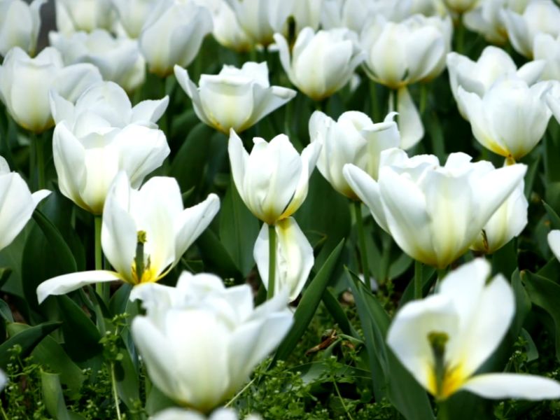 Hoa Tulip Trắng