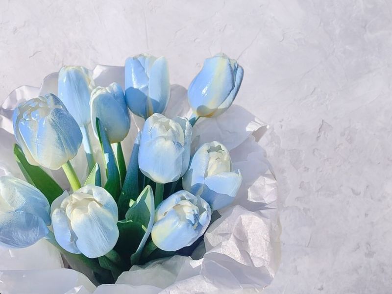Hoa Tulip Trắng Xanh