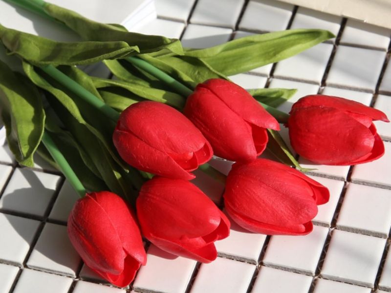 Hoa Tulip Đỏ