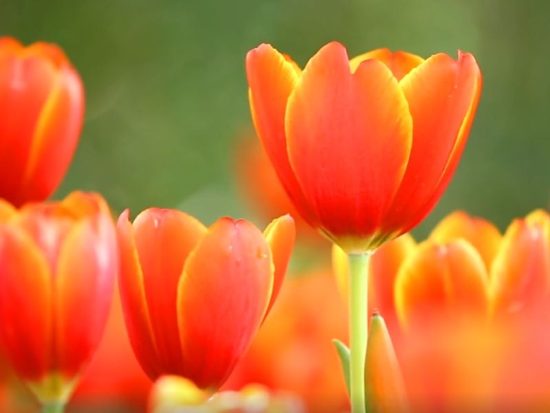Hoa Tulip Cam