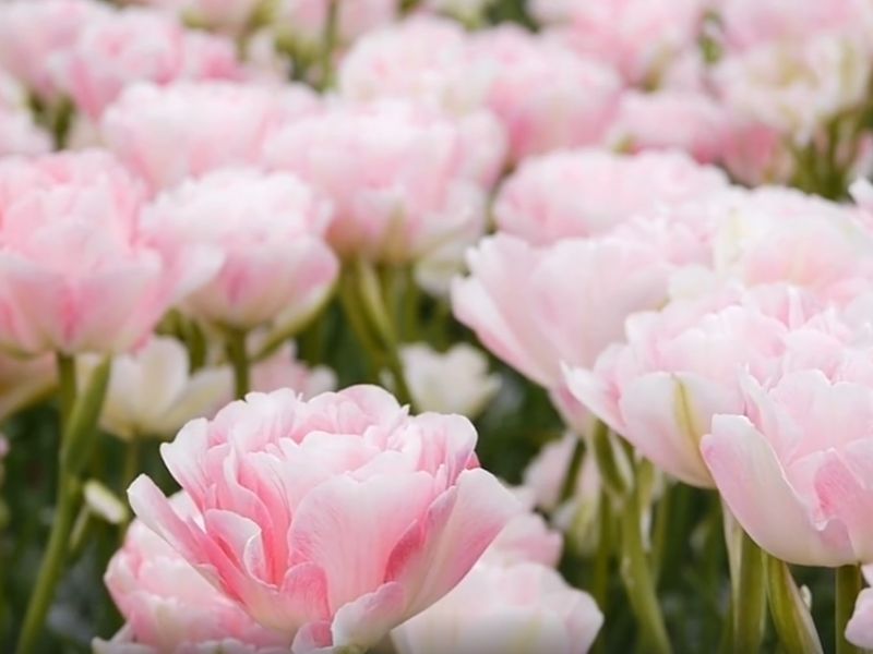 Hoa Tulip Hồng
