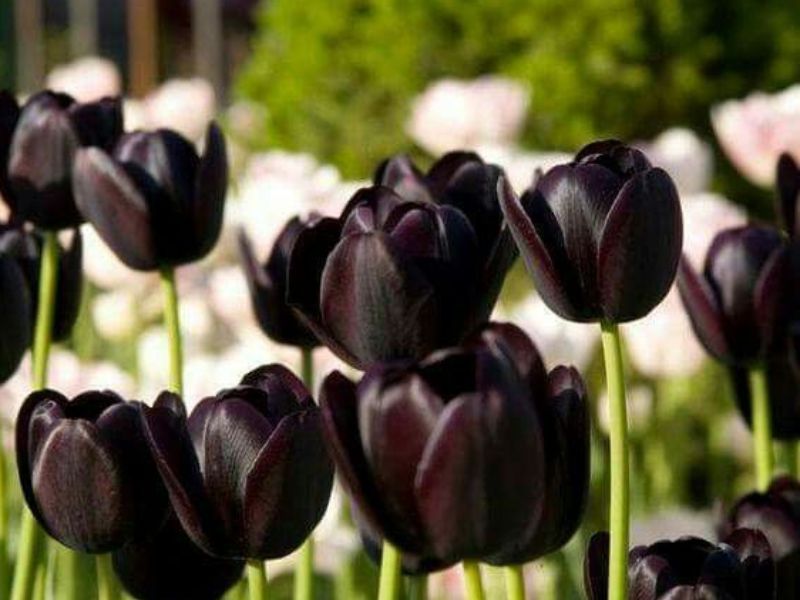 Hoa Tulip Đen