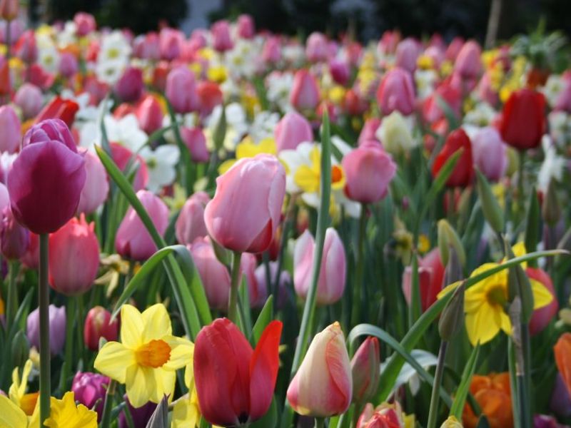 Hoa Tulip Đa Sắc