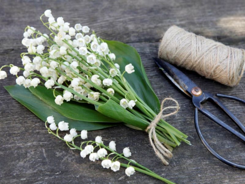 Ý Nghĩa Hoa Linh Lan Trắng trong Tình Yêu