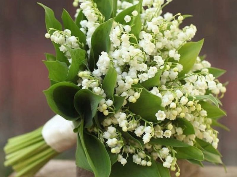 Ứng Dụng & Chăm Sóc Hoa Linh Lan Trắng