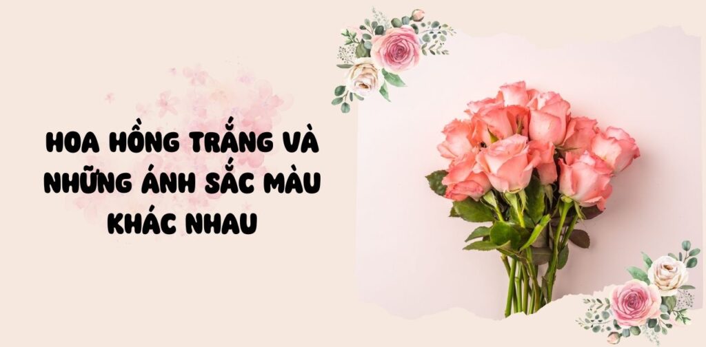 Hoa Hồng trắng và những ánh sắc màu khác nhau