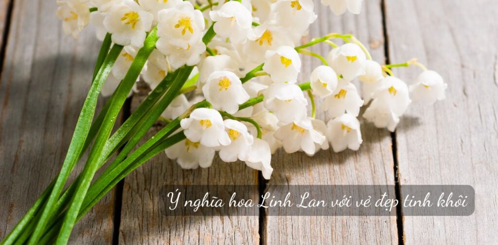 Ý nghĩa hoa Linh Lan với vẻ đẹp tinh khôi