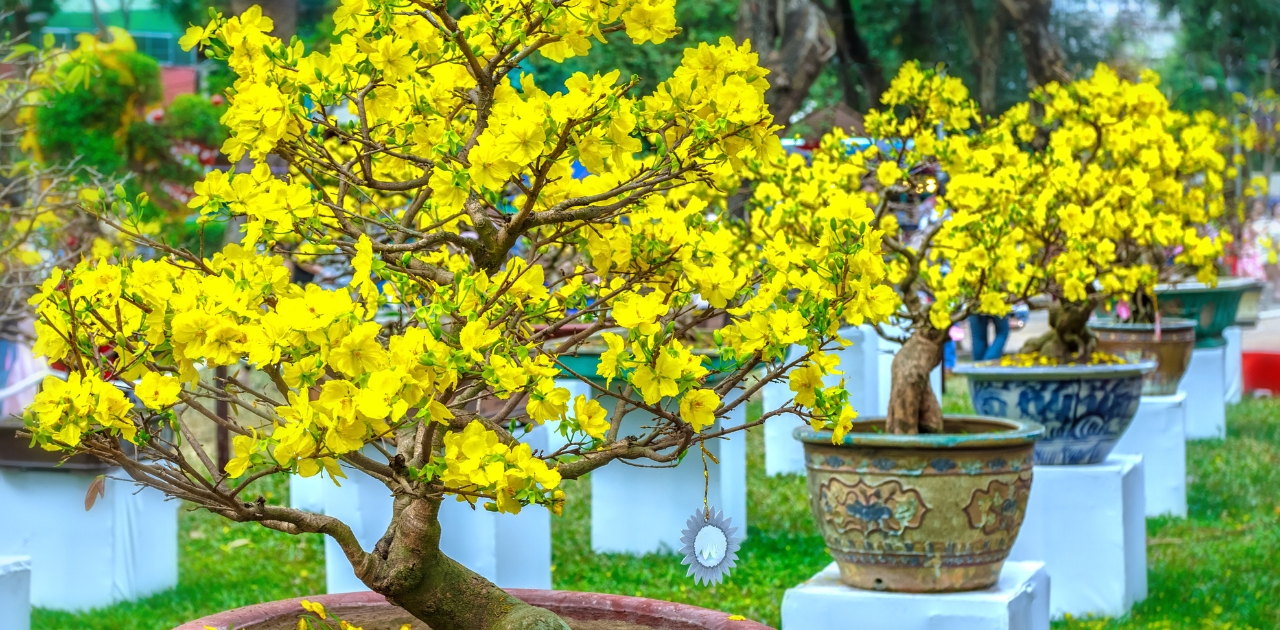 So Sánh Hoa Mai Vàng Với Các Loài Hoa Khác Trong Dịp Tết