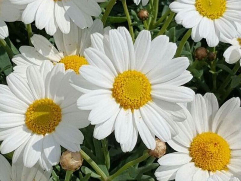 10 Loại hoa cưới hoàn hảo cho cặp đôi đam mê du lịch