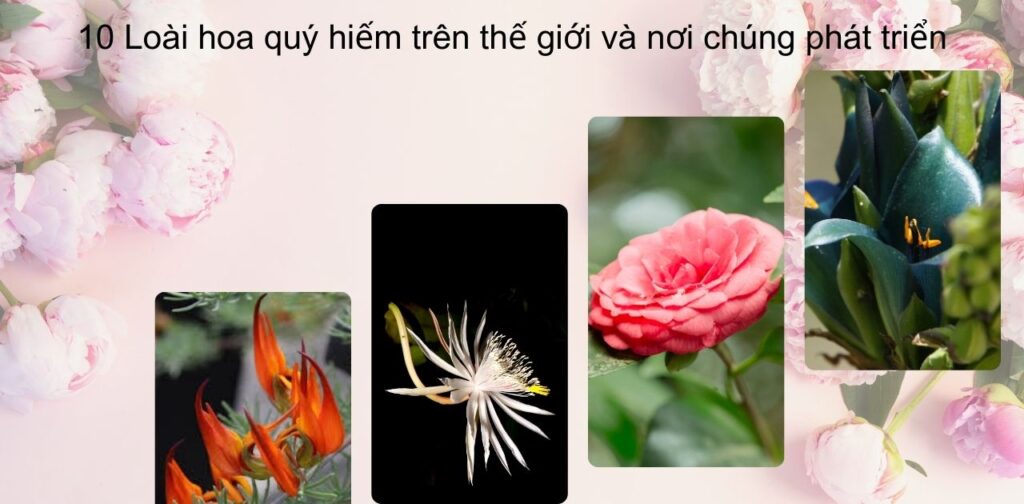 10 Loài hoa quý hiếm trên thế giới và nơi chúng phát triển (9)