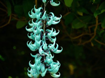 10 Loài hoa quý hiếm trên thế giới và nơi chúng phát triển (9)