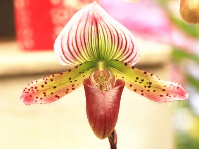 10 Loài hoa quý hiếm trên thế giới và nơi chúng phát triển (9)