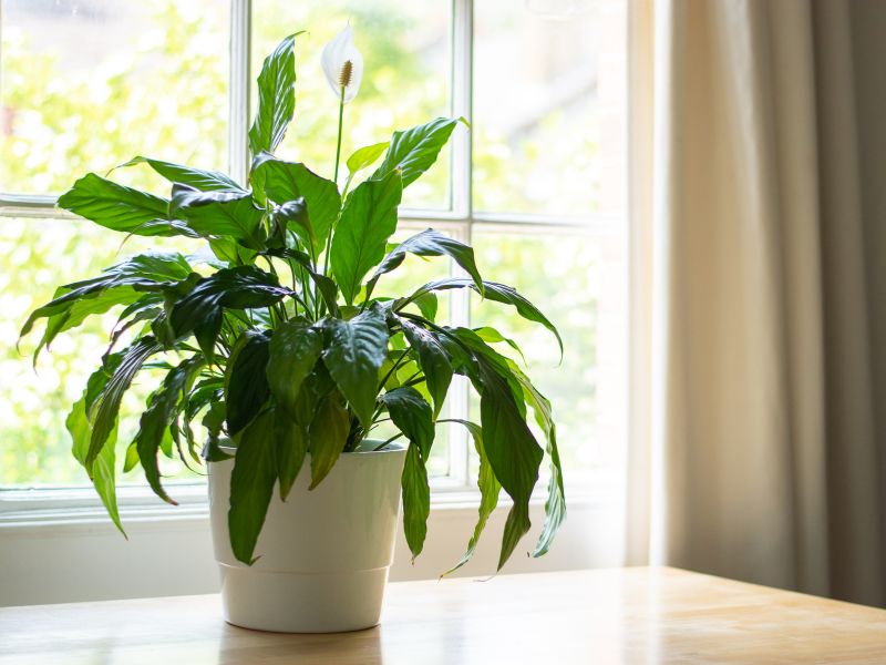 4 Tác dụng của hoa trong đời sống tinh thần và sức khỏe