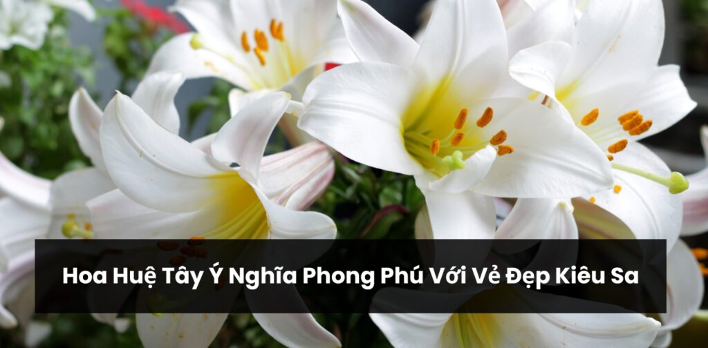 Hoa Huệ Tây Ý Nghĩa Phong Phú Với Vẻ Đẹp Kiêu Sa