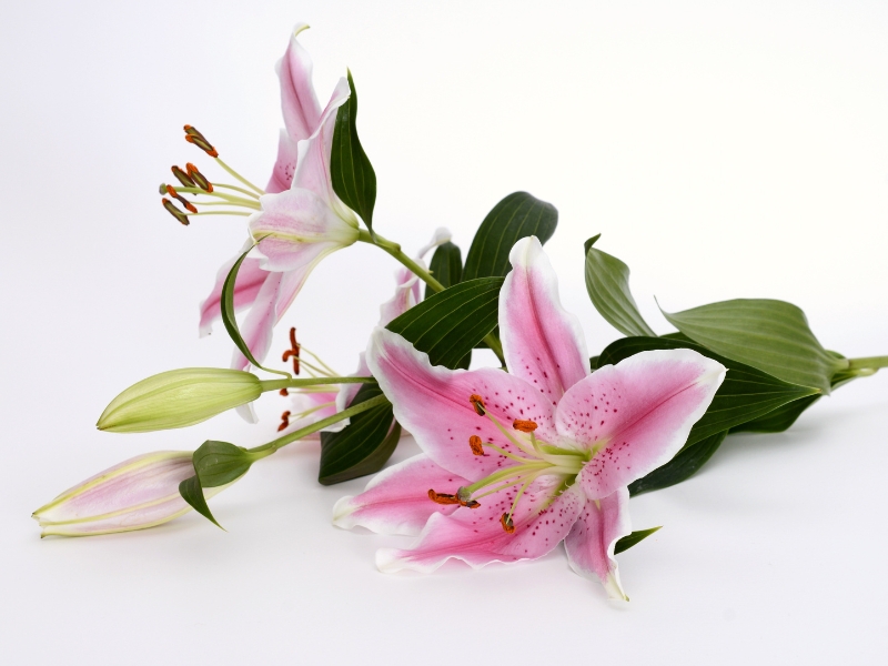 Huệ Tây hồng - Tình yêu & sự dịu dàng