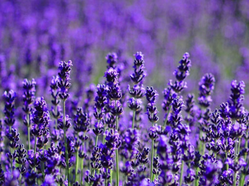 Hoa Lavender
