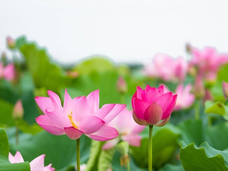 Hoa Sen