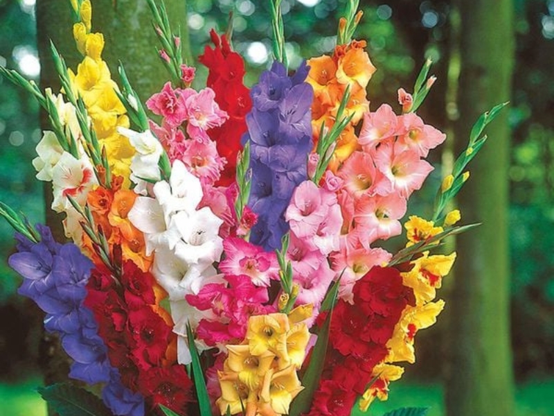 Hoa Lay Ơn