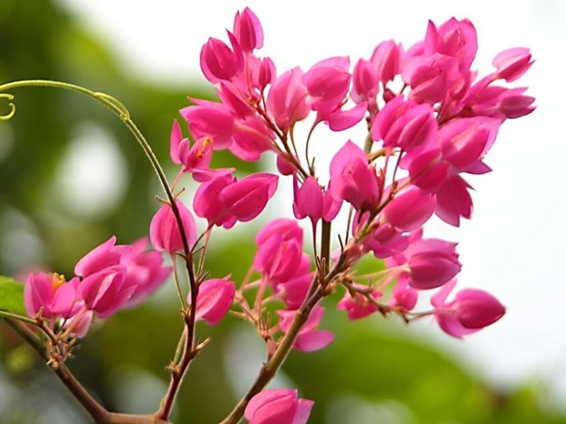 Hoa Tigon