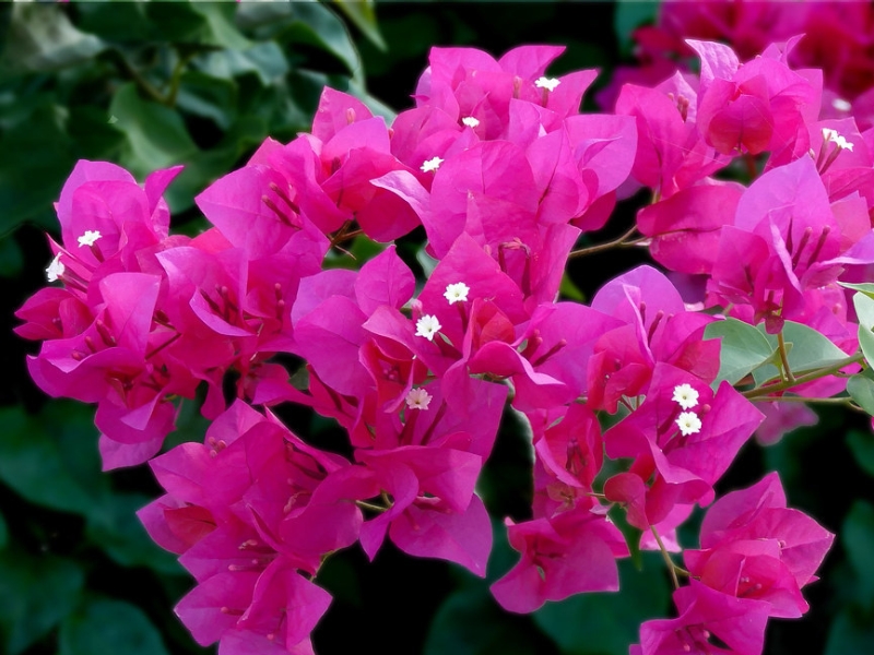 Hoa Giấy