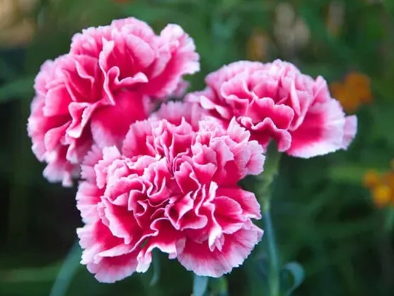 Hoa Cẩm Chướng